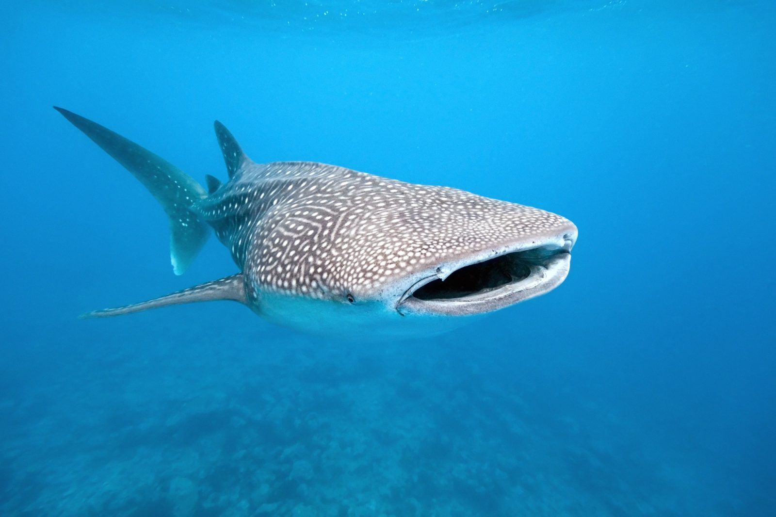Requin Baleine