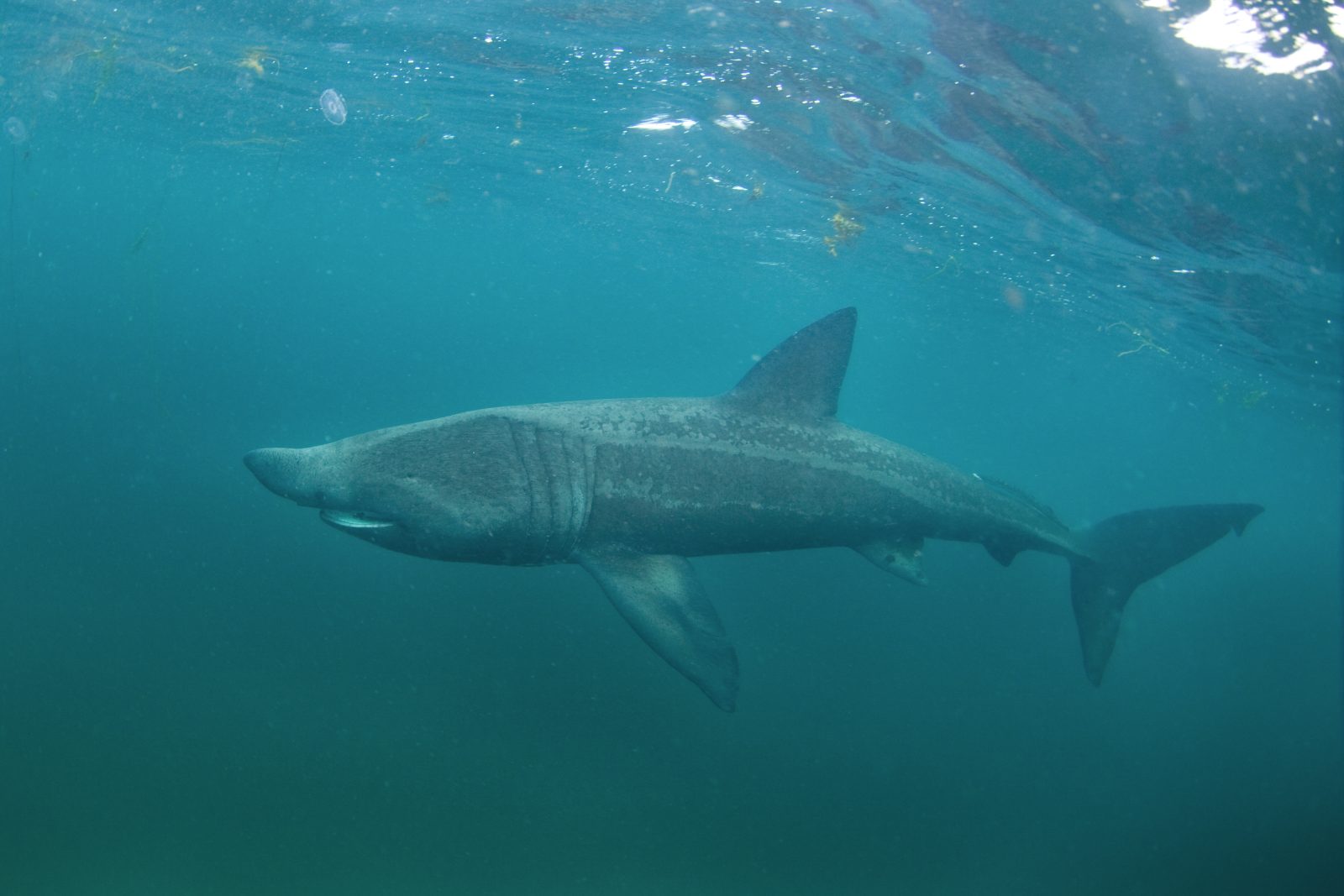 Requin pèlerin