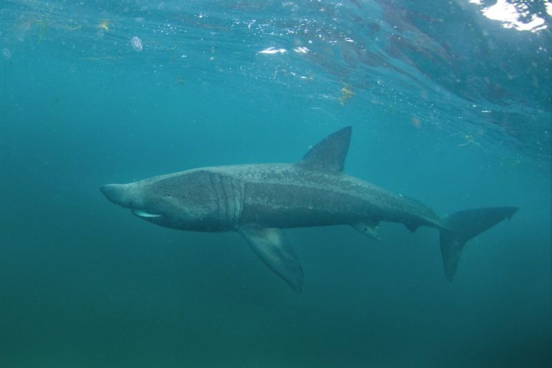 Requin pèlerin