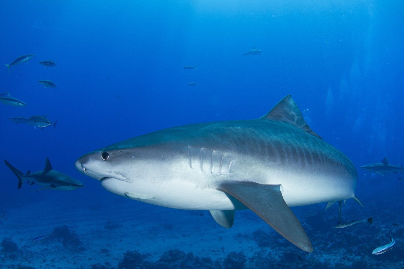 Requin tigre
