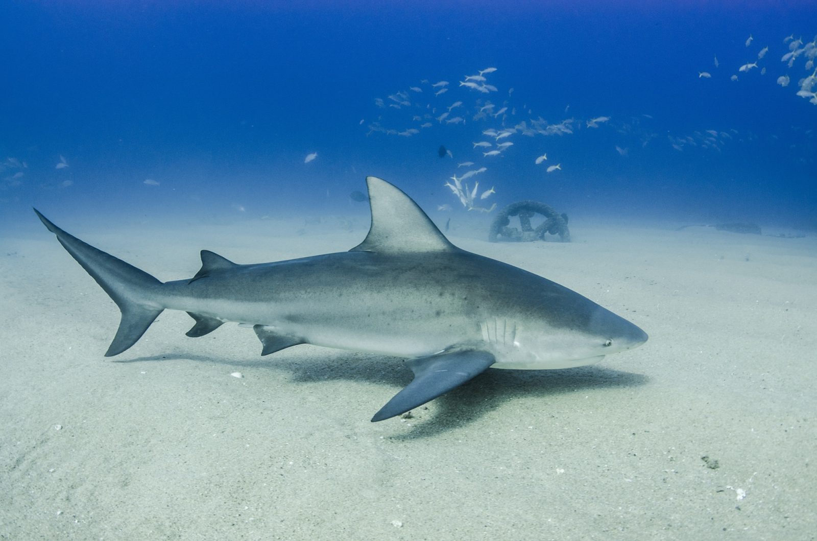Requin-bouledogue