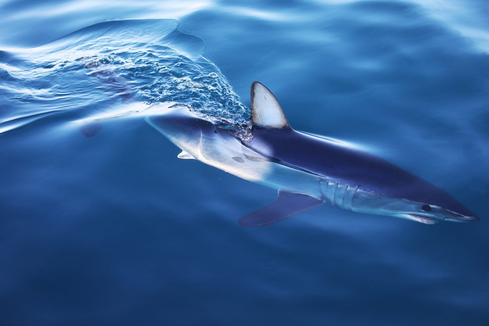 Requin Mako