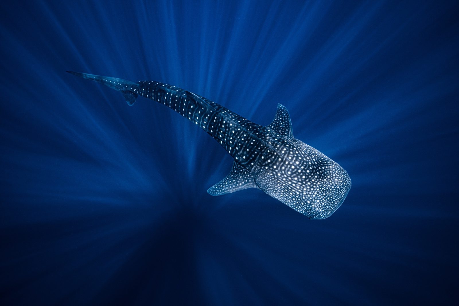 Requin Baleine