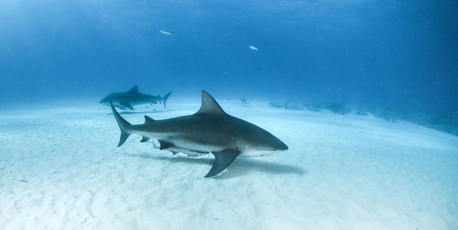 Requin-bouledogue