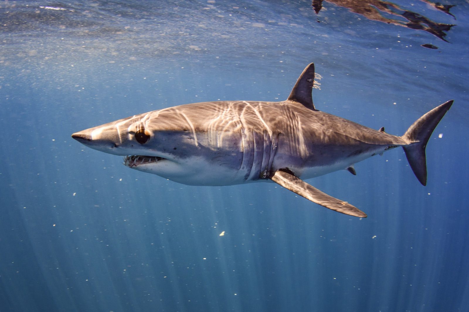 Requin Mako