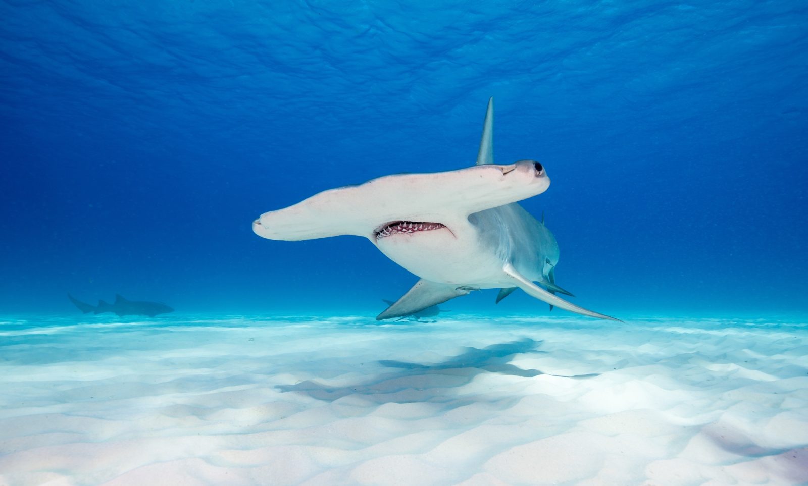 Grand requin-marteau