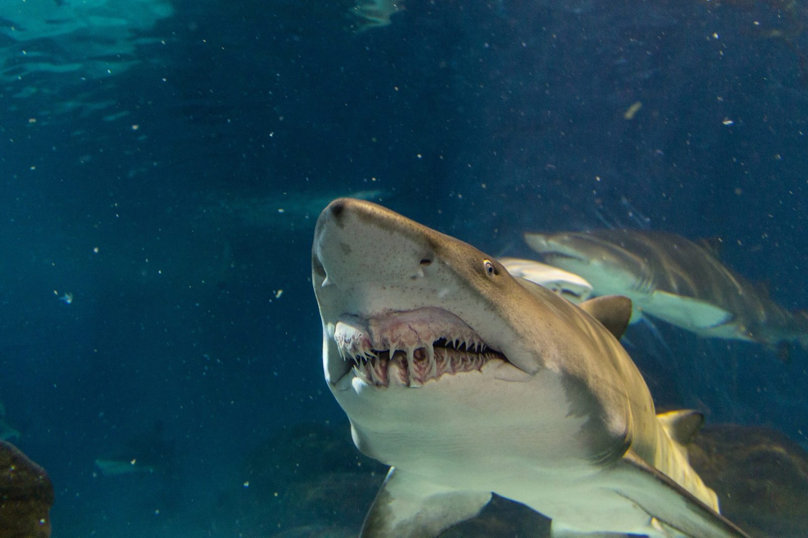 Requin taureau
