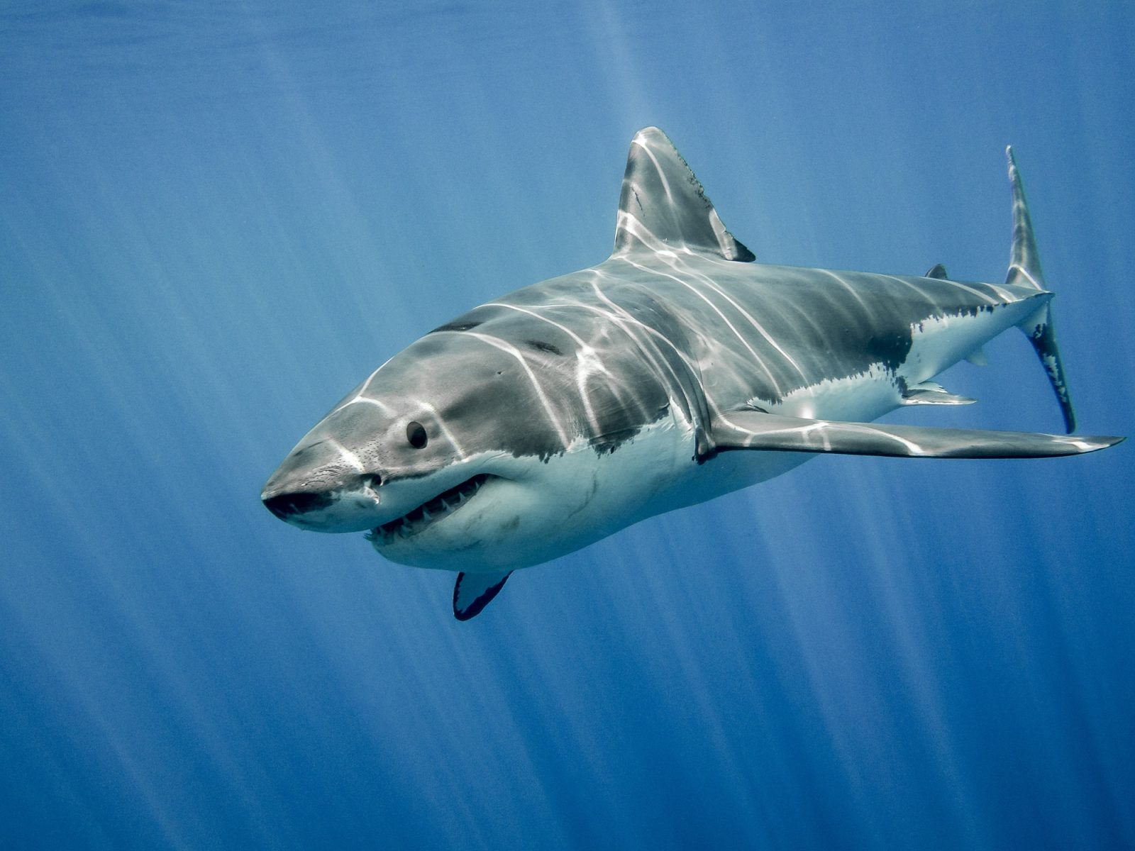 Grand requin blanc