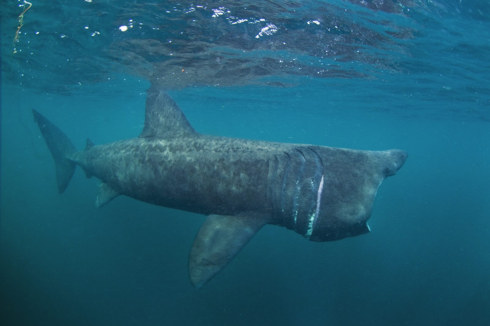 Requin pèlerin