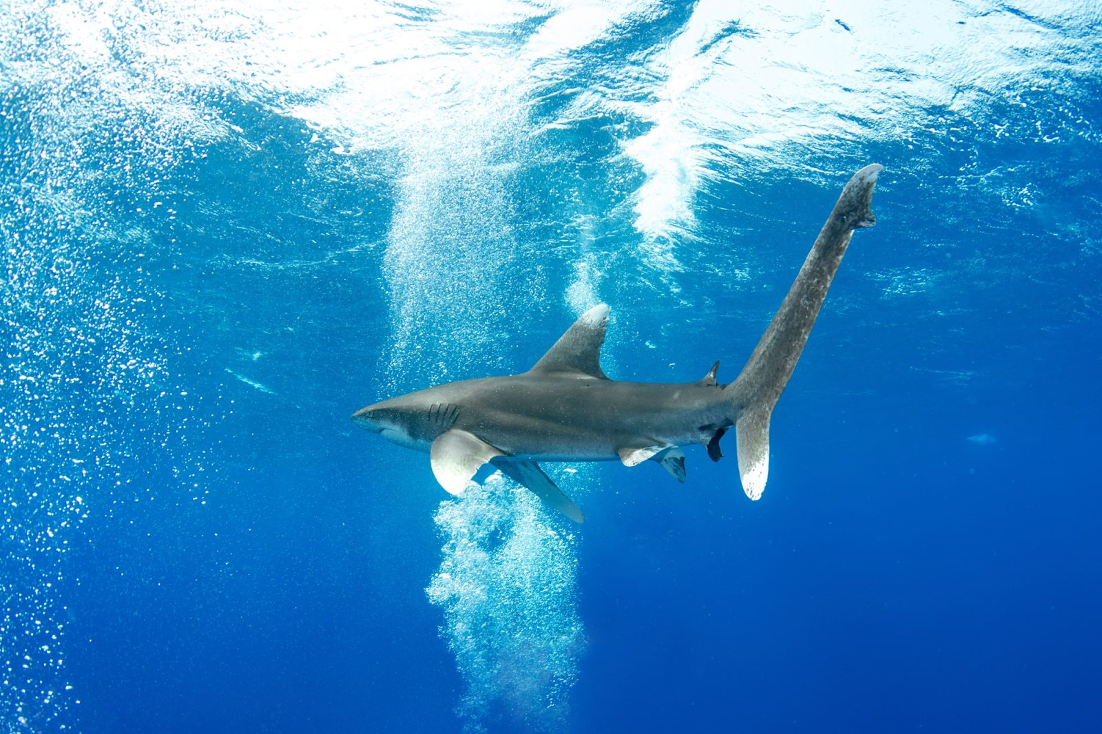 Requin longimane
