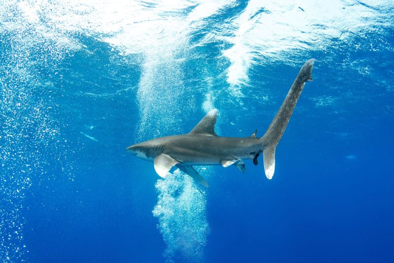 Requin longimane