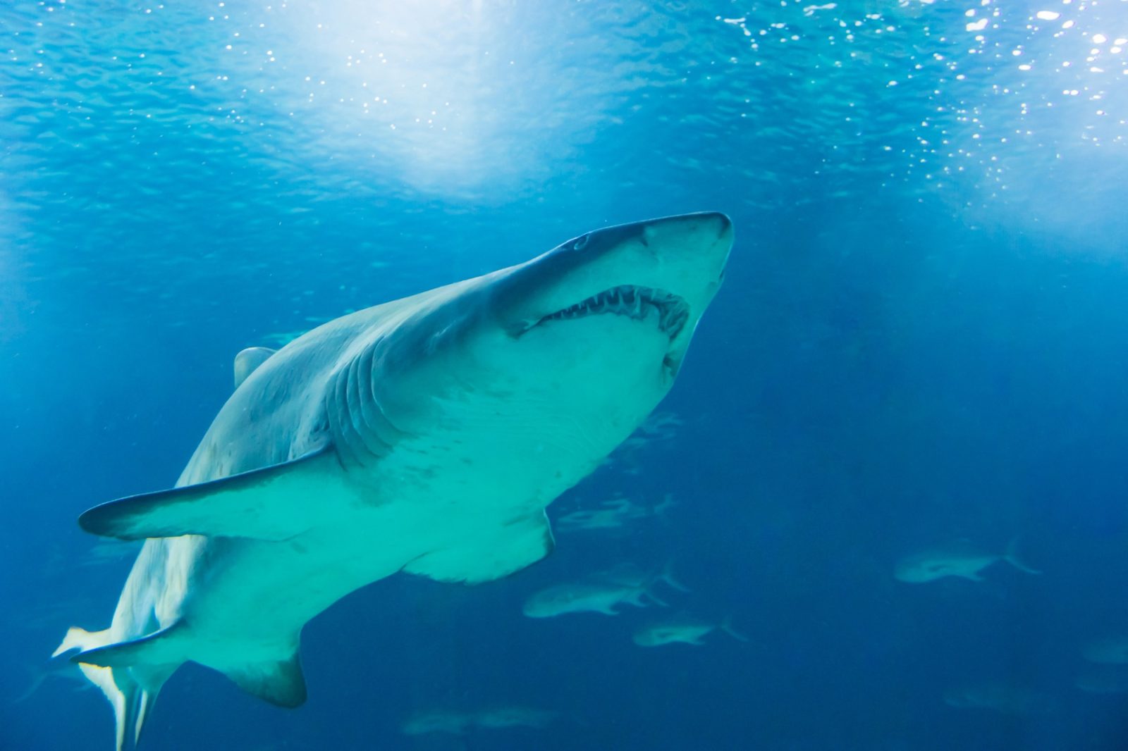 Requin taureau