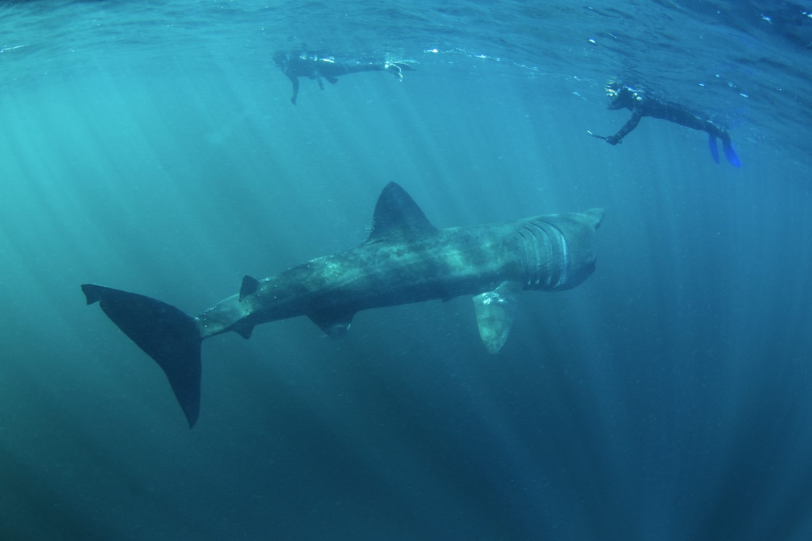 Requin pèlerin