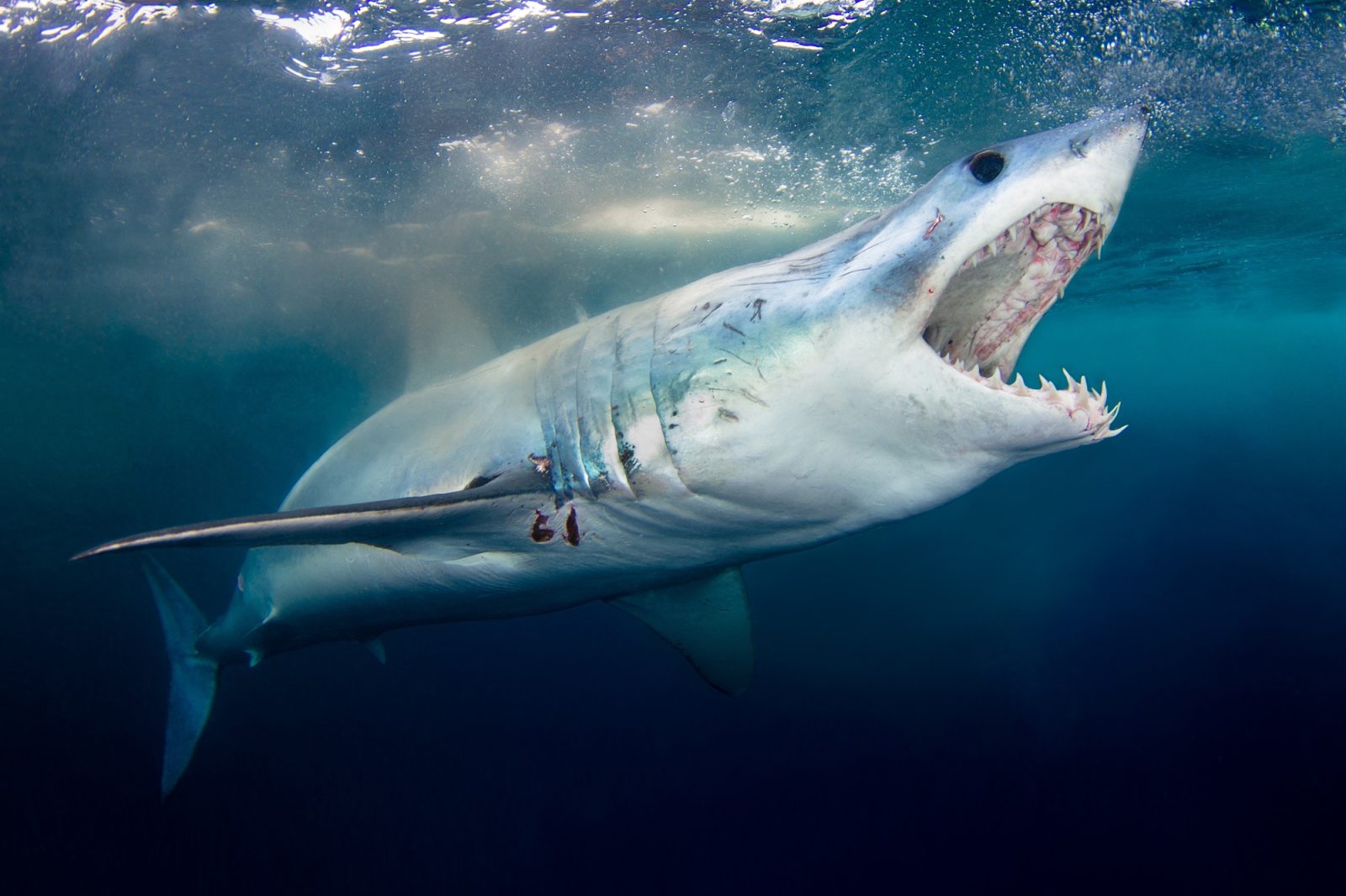 Requin Mako