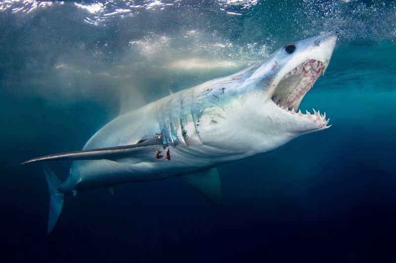 Requin Mako