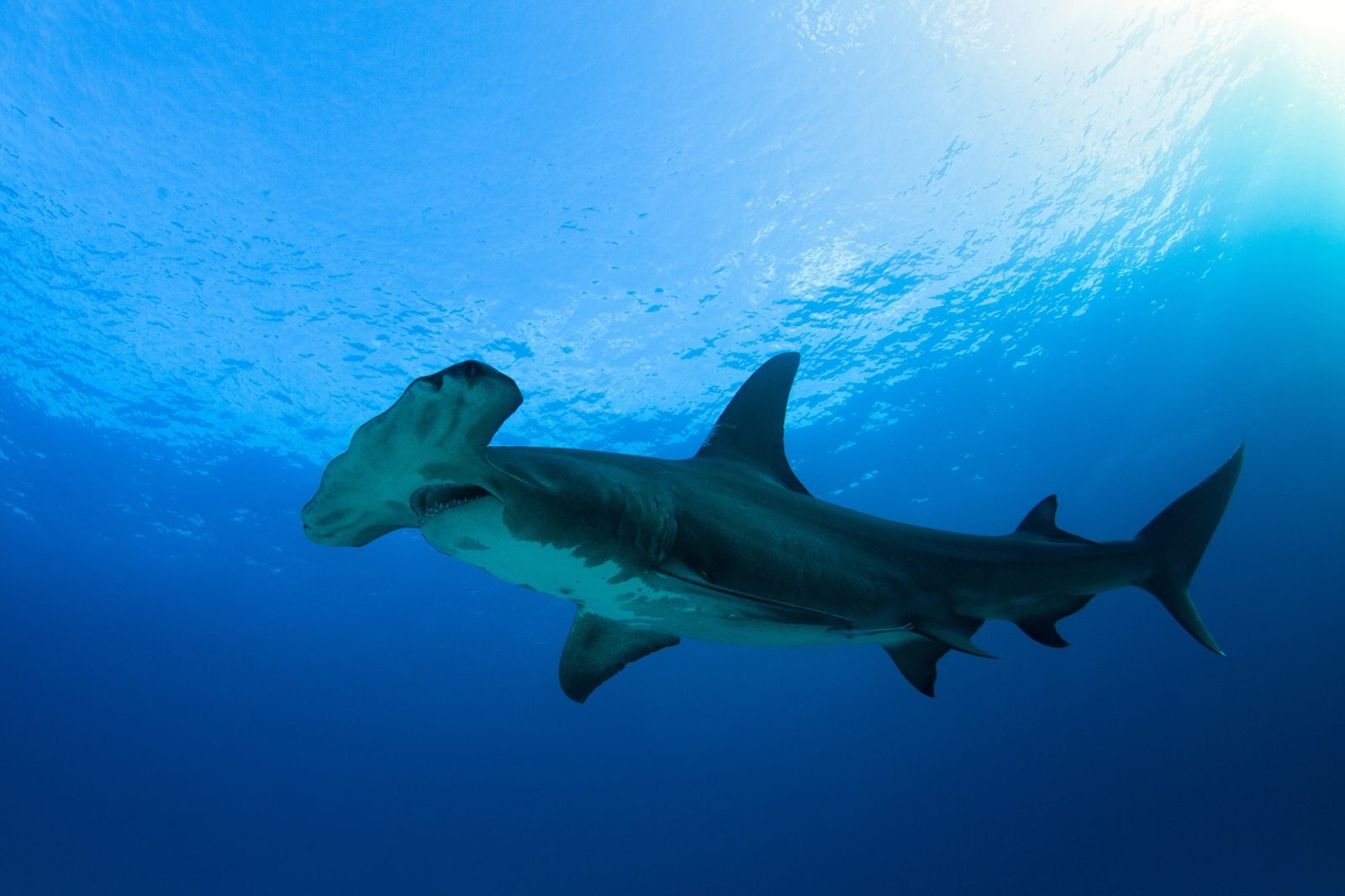 Grand requin-marteau
