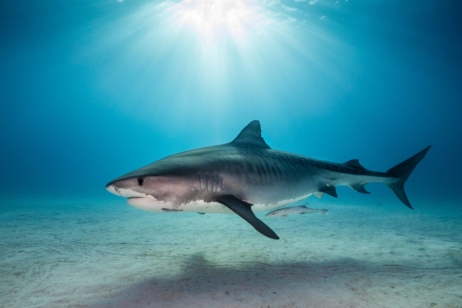 Requin tigre