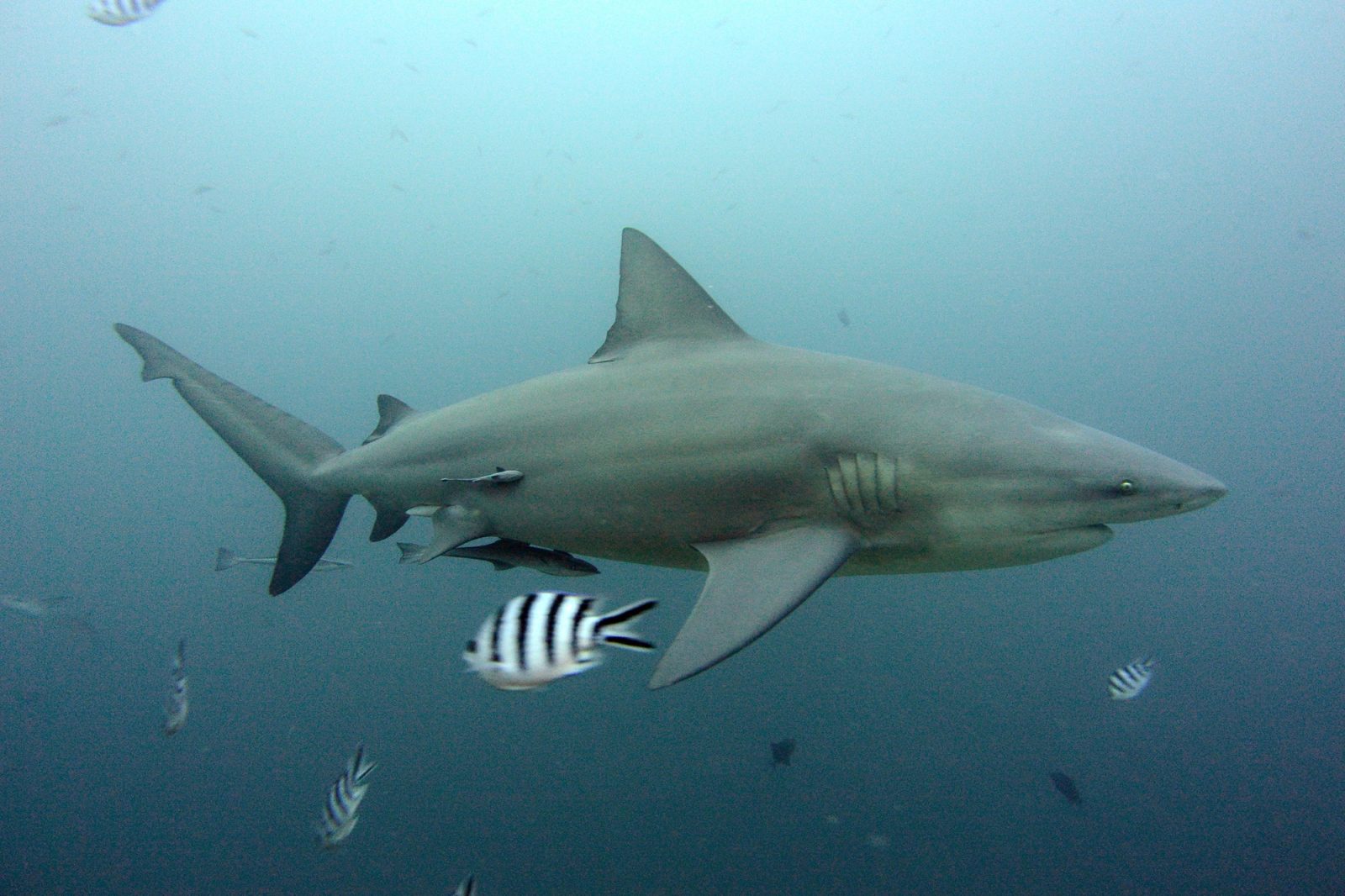 Requin-bouledogue