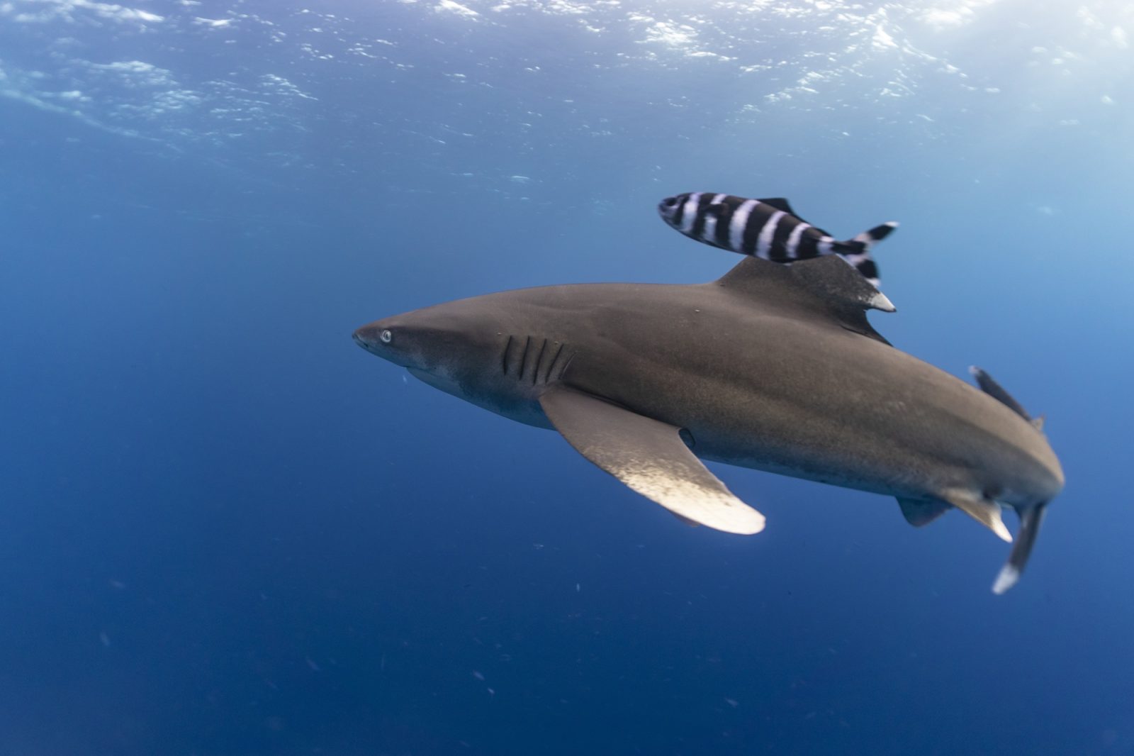 Requin longimane