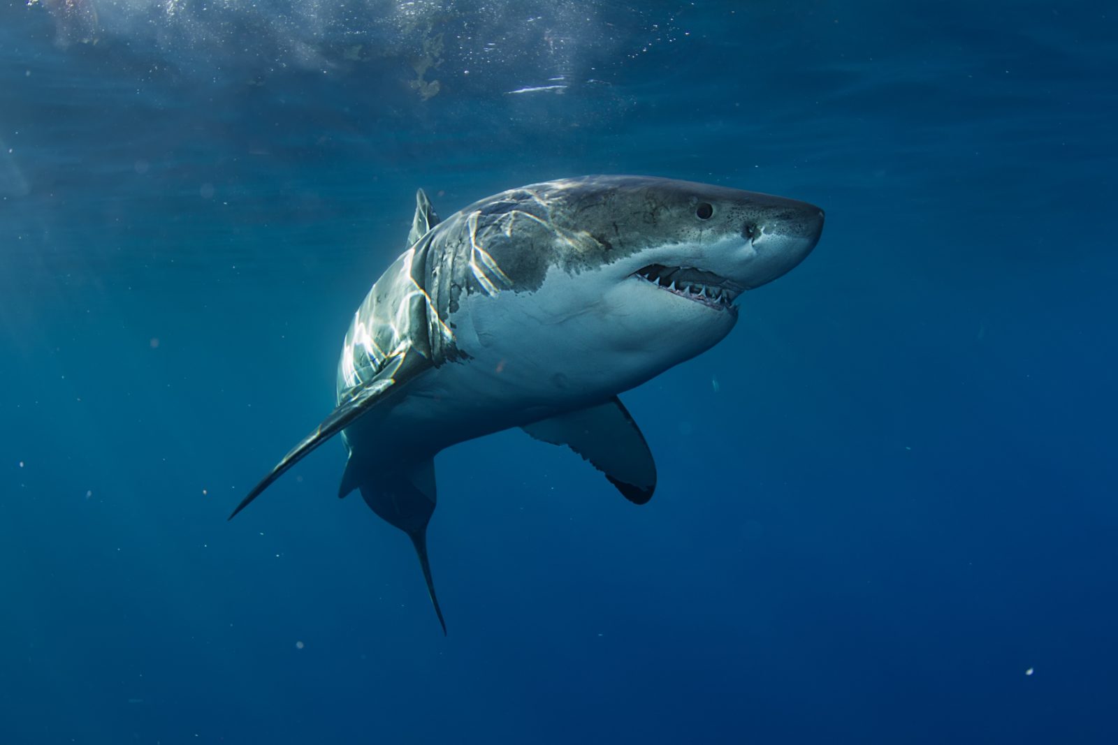 Grand requin blanc