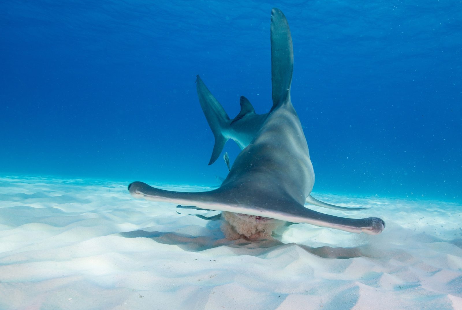 Grand requin-marteau