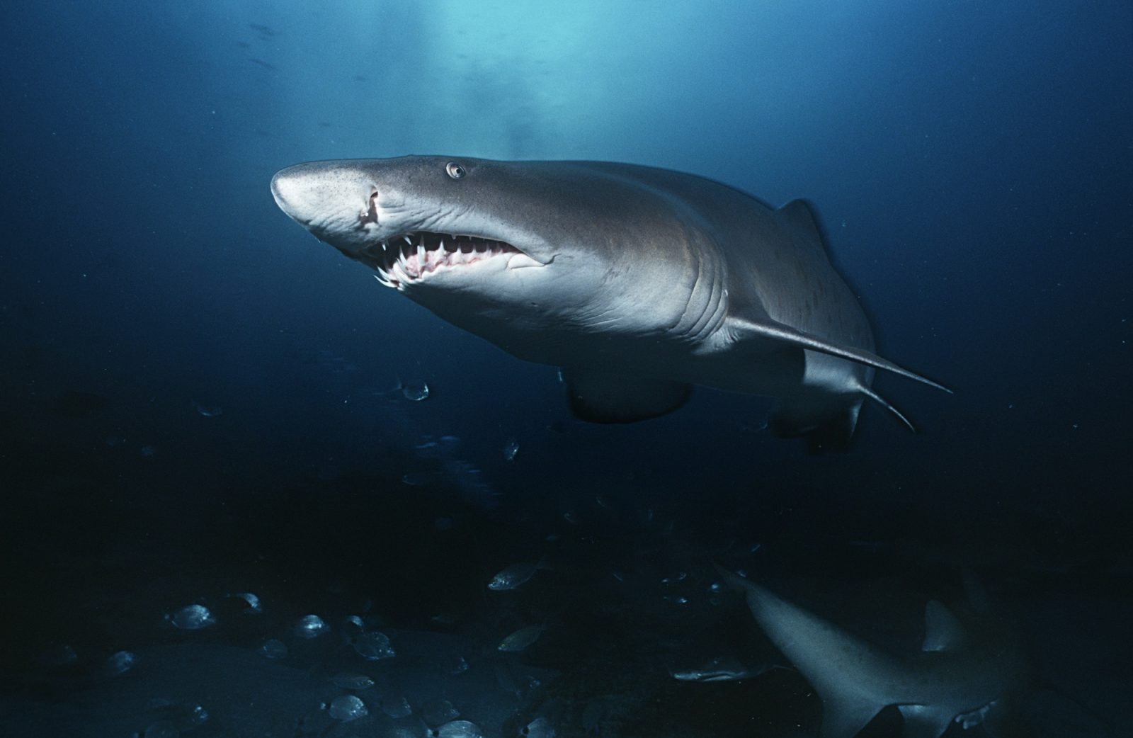 Requin taureau
