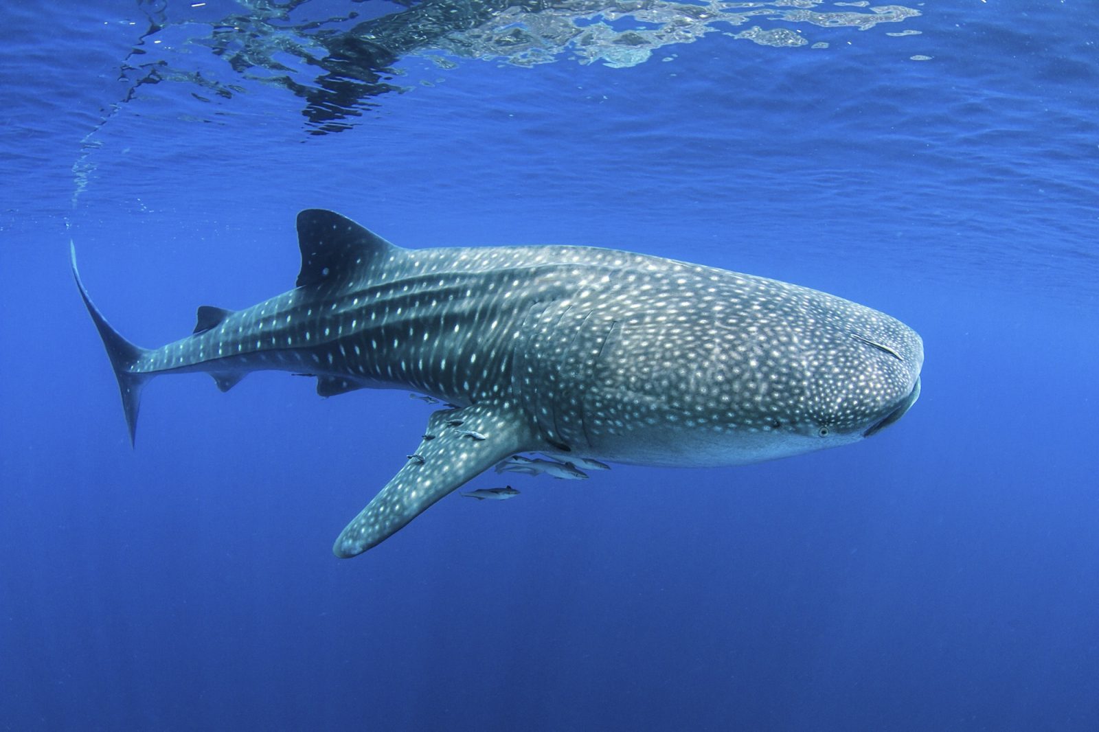 Requin Baleine