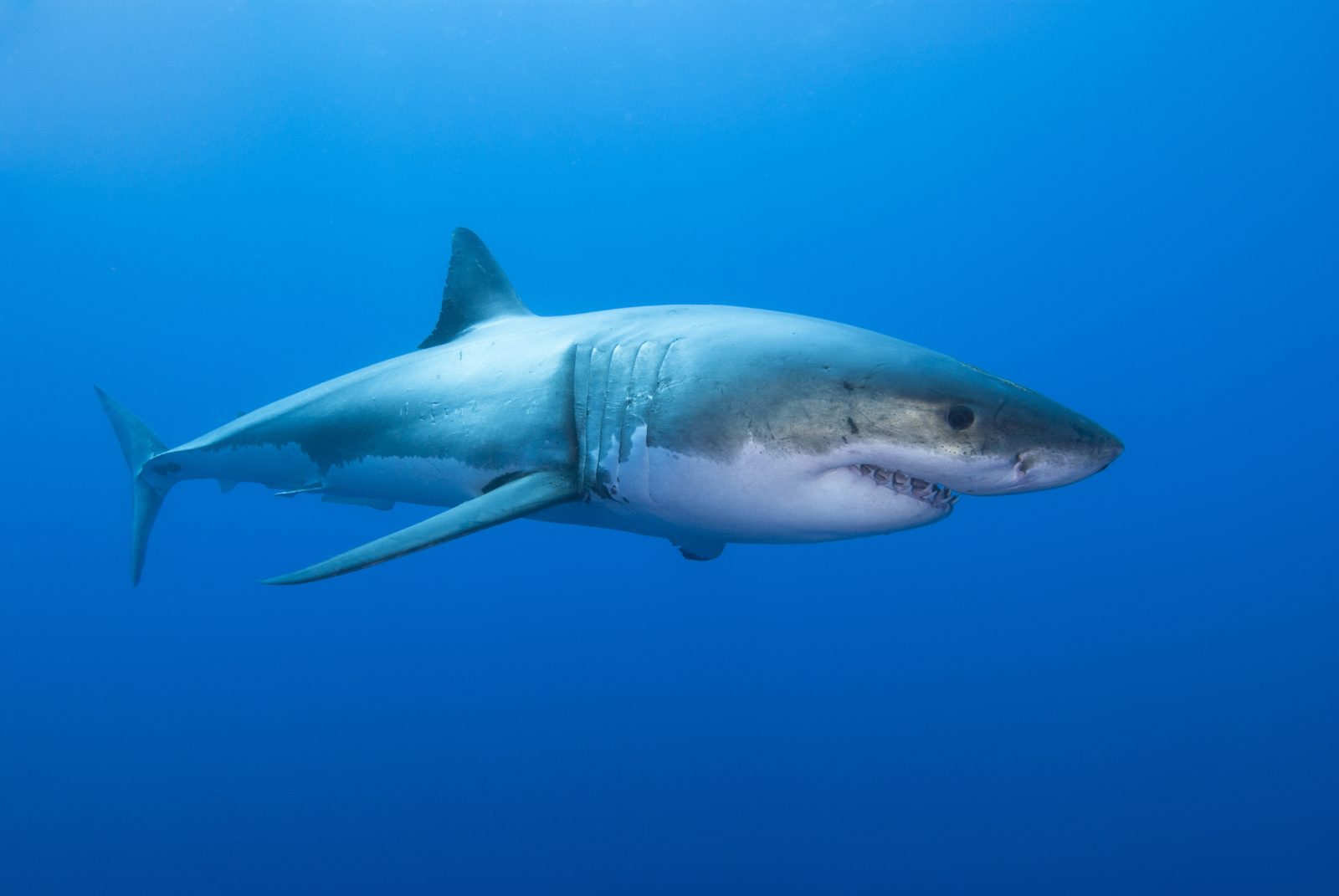 Grand requin blanc