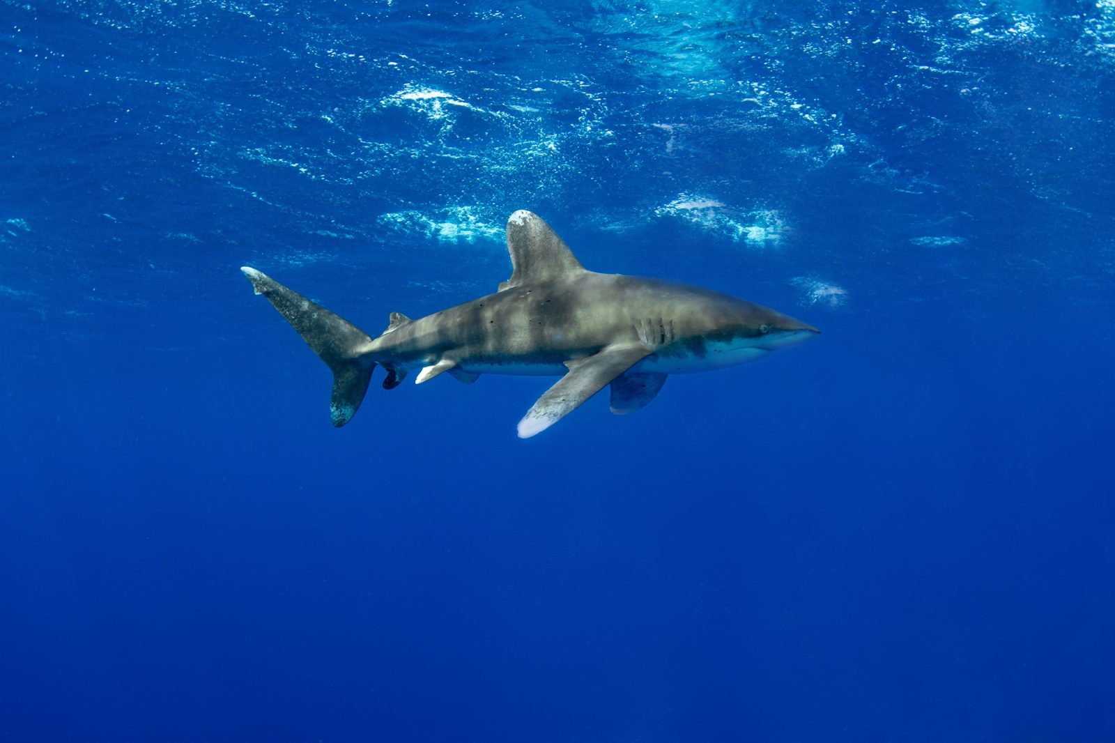 Requin longimane