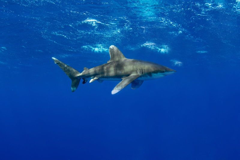 Requin longimane